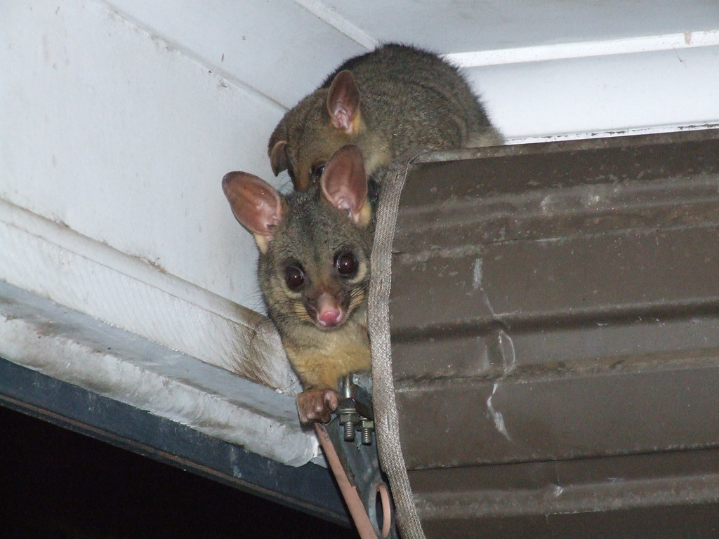 cửa cuốn mở không hết